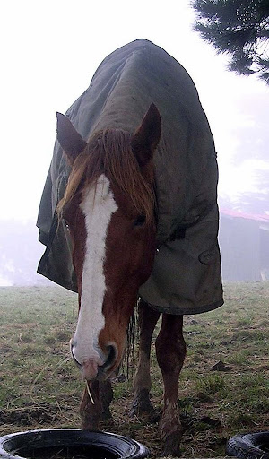Shannon on a misty winters day