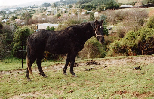 Snow when he was 2 years old at Castle Discovery Horse Treks
( He has changed a bit)