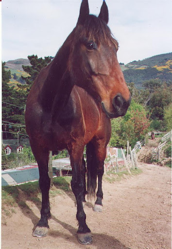 Rom-  a very gentle chap