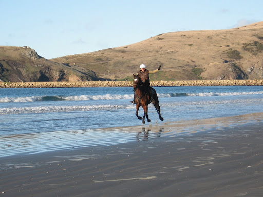 Chico really loves the beach