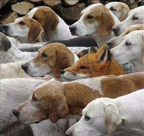 They don't hunt foxes any more