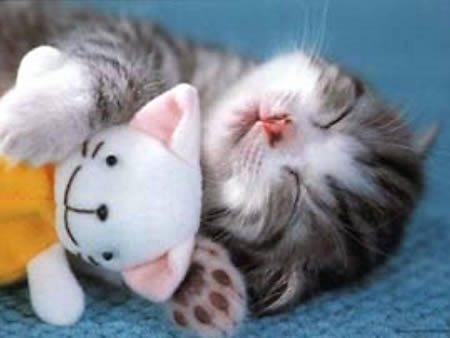 [cute-funny-kitten-sleeping-with-teddy-bear[3].jpg]