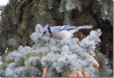 bluejay4