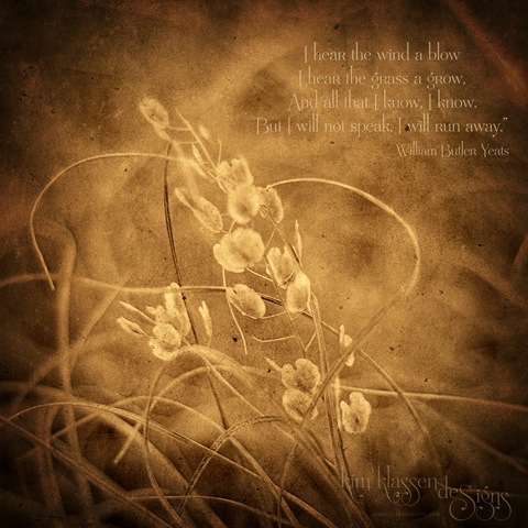 [wildgrass copy[3].jpg]