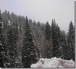 snowbird7