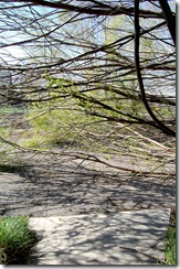 treedisaster6