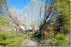treedisaster9