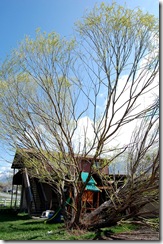 treedisaster12