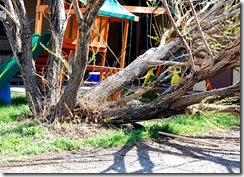 treedisaster13