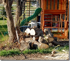 treedisaster19
