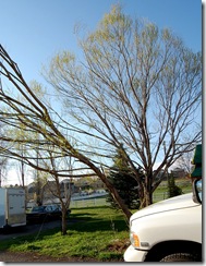 treedisaster20
