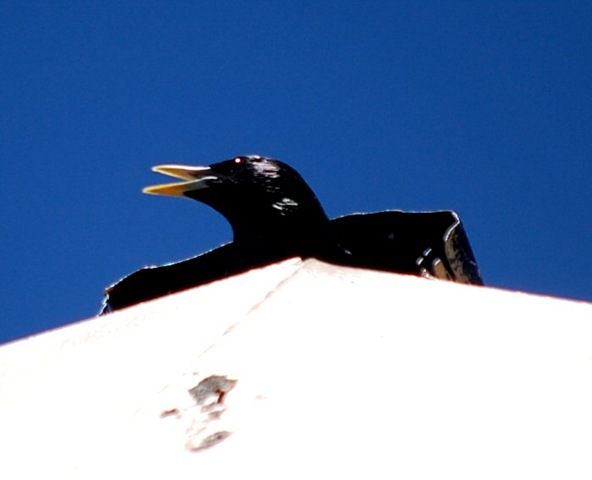 [littlebird[2].jpg]