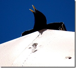 littlebird7