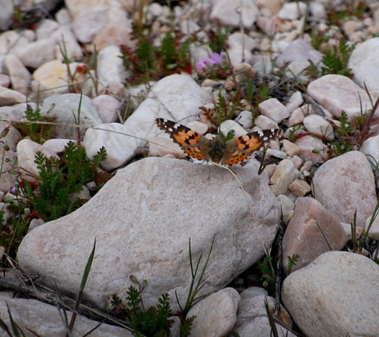 [butterfly22.jpg]