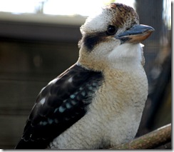 aviary15