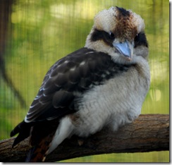 aviary16