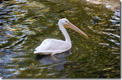 aviary