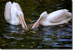 aviary2