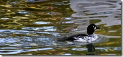 aviary5
