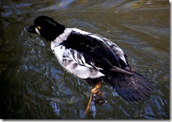 aviary8