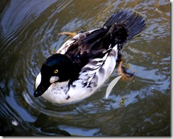 aviary9