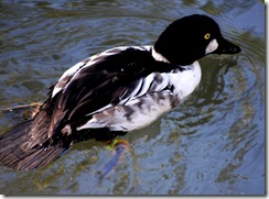 aviary10