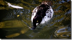 aviary12