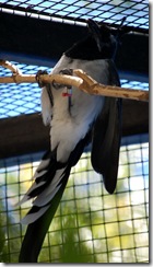 aviary14