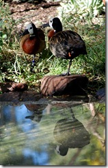 aviary23
