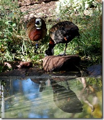 aviary25