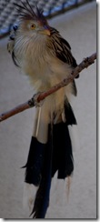 aviary31
