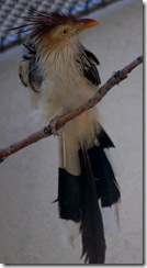 aviary33