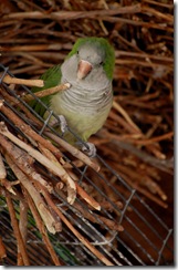 aviary35