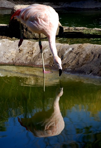 [aviary382.jpg]