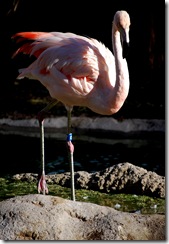 aviary43