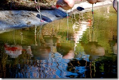 aviary47