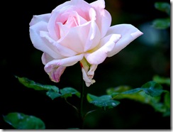 rose