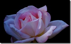 rose2