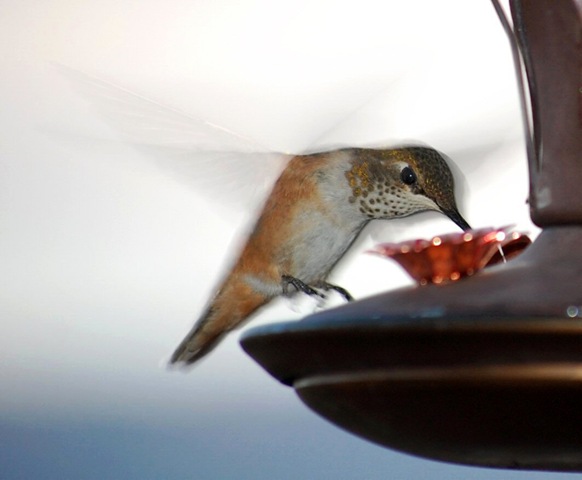[hummingbird15[2].jpg]