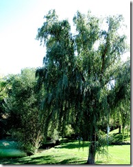 salemlake
