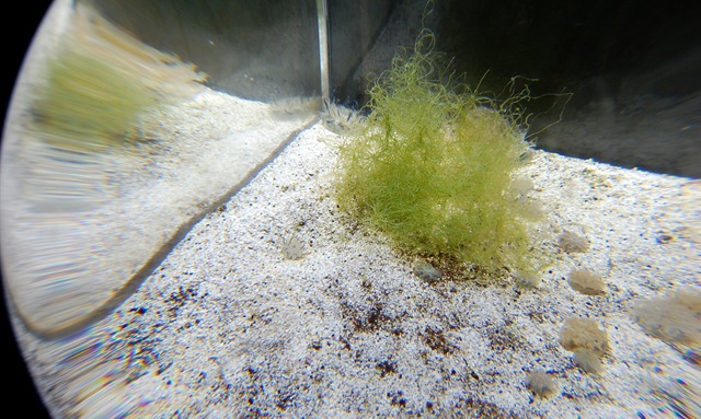 [aquarium52.jpg]
