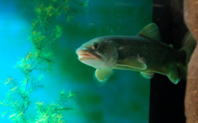 [aquarium2.jpg]
