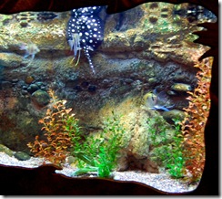 aquarium32