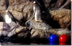 aquarium30