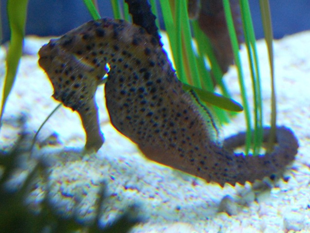 [aquarium92.jpg]