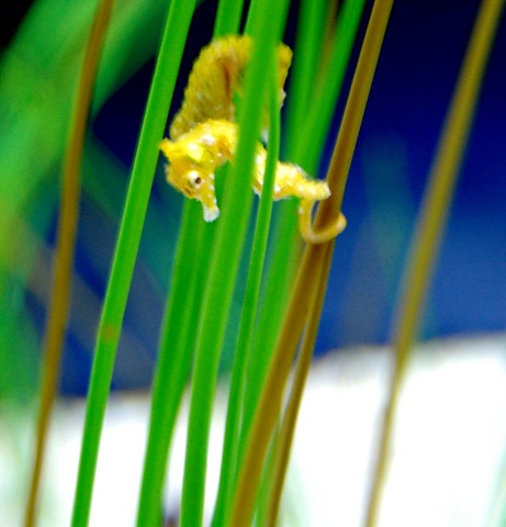 [aquarium122.jpg]