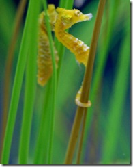 aquarium14