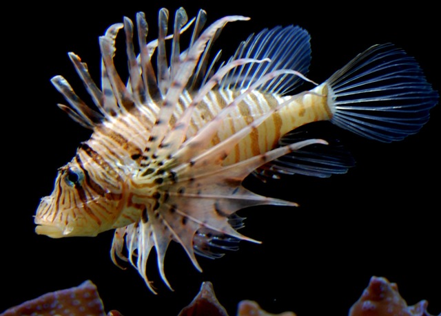 [aquarium182.jpg]
