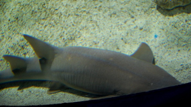 [aquarium192.jpg]