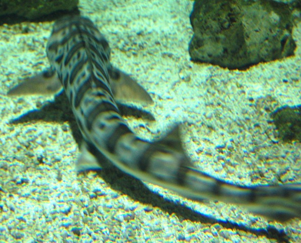 [aquarium222.jpg]